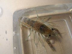 Procambarus verrucosus