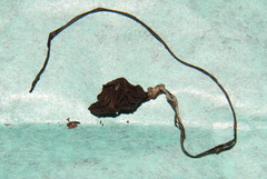 Psilocybe wassoniorum