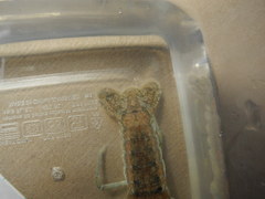 Procambarus verrucosus