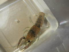 Procambarus verrucosus