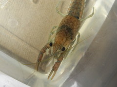 Procambarus verrucosus