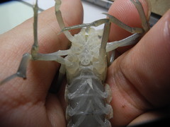 Procambarus verrucosus