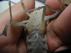 Procambarus verrucosus