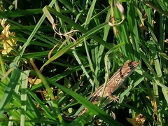 Sceloporus subniger