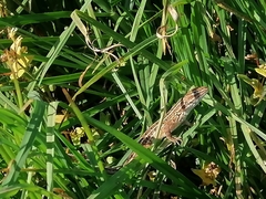 Sceloporus subniger