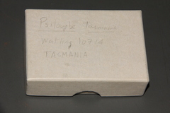 Psilocybe tasmaniana