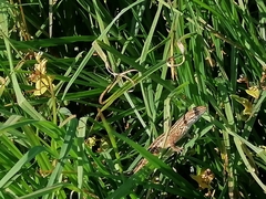 Sceloporus subniger