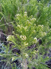 Baccharis boliviensis