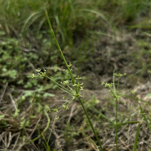 Cyperus tenuispica observed 2025-10-06