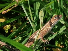 Sceloporus subniger