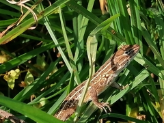 Sceloporus subniger