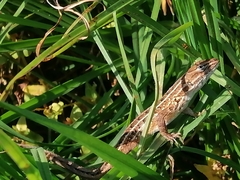 Sceloporus subniger