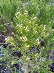 Baccharis boliviensis