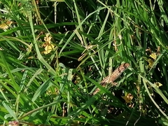 Sceloporus subniger