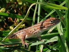 Sceloporus subniger
