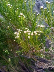 Baccharis boliviensis