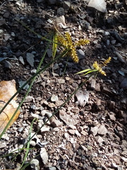 Cyperus pallidicolor