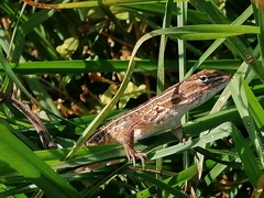 Sceloporus subniger