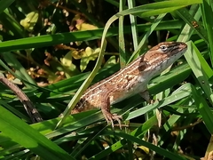 Sceloporus subniger