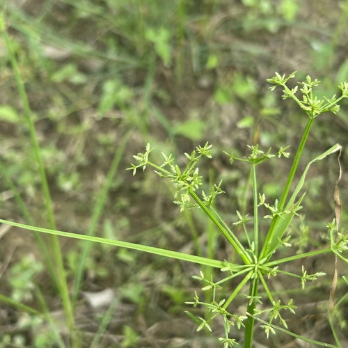 Cyperus tenuispica observed 2025-10-06