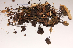 Psilocybe yungensis