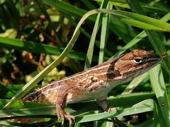 Sceloporus subniger