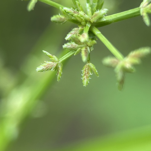 Cyperus tenuispica observed 2025-10-06