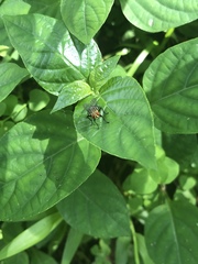 Diptera