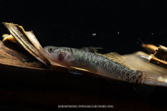 Two-Spot Mangrove Goby photo 2
