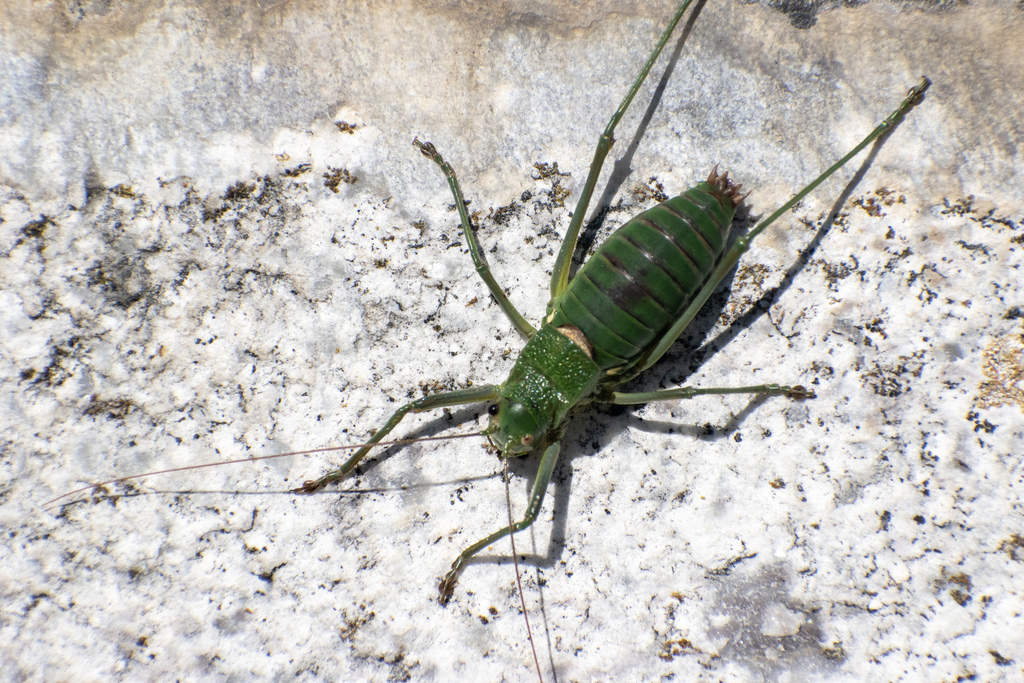Rambur's Saddle Bush-cricket