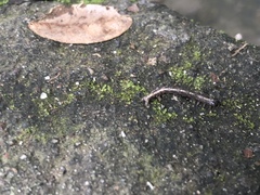 Lepidoptera