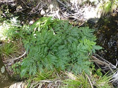 Pteris microptera