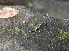 Lepidoptera