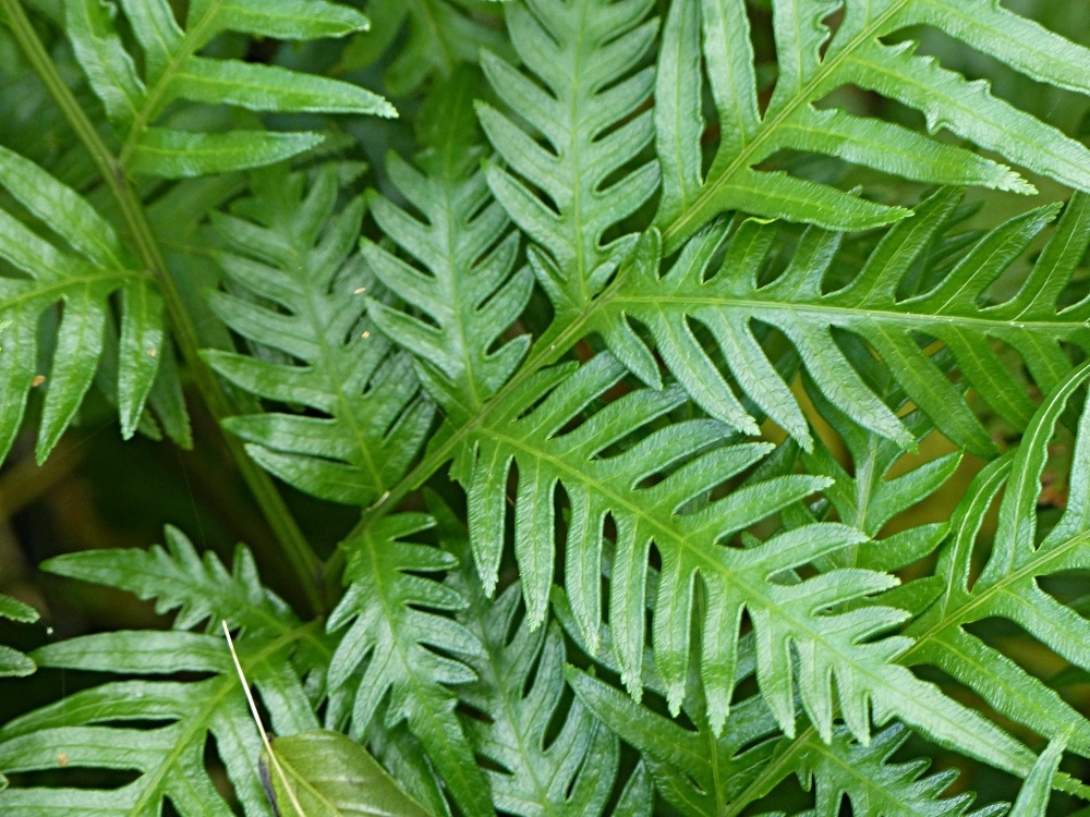 Pteris microptera