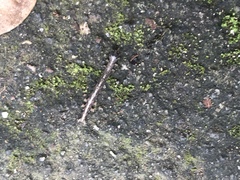 Lepidoptera