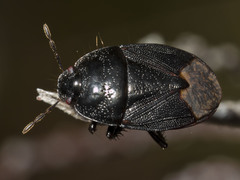 Adrisa sepulchralis