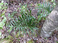 Microsorum pustulatum howense
