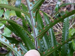 Microsorum pustulatum howense