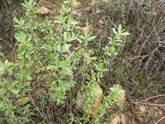 Salvia munzii