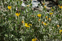 Heterotheca orovillosa