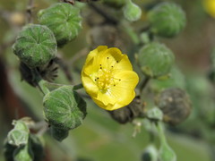 Abutilon reventum
