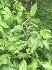 Nymphalinae