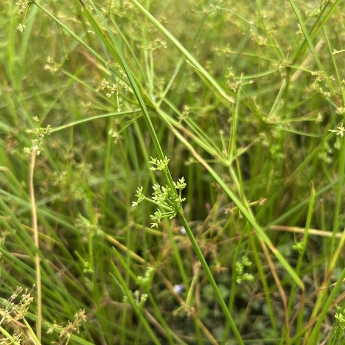 Cyperus tenuispica iNat (3)