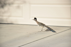 Geococcyx californianus