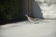 Geococcyx californianus
