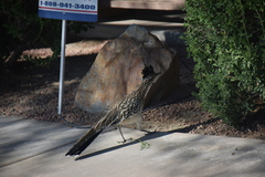 Geococcyx californianus