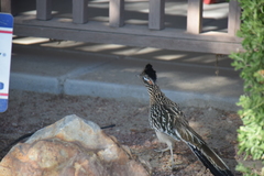 Geococcyx californianus