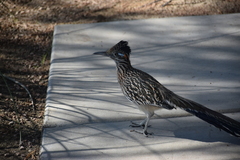 Geococcyx californianus