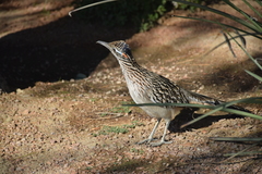 Geococcyx californianus