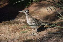 Geococcyx californianus